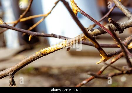 dommages aux rongeurs aux arbres fruitiers en hiver, foyer sélectif Banque D'Images