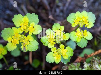 Saxifrage doré à feuilles alternées (Chrysosplenium alternifolium) Banque D'Images