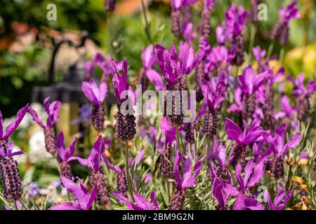 Une abeille cherche nectar sur la belle lavande parfumée dans un petit jardin au printemps Banque D'Images