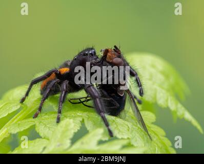L'araignée de Johnson (Phiddipus johnsoni) sur une fronde de fougère se nourrissant d'une mouche commune (Calliphora vicina). Delta, Colombie-Britannique, Canada Banque D'Images