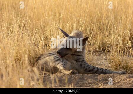 Hyena à rayures indiennes Banque D'Images