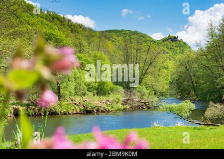 Hardegg: rivière Thaya, vue sur la ruine du château de Neuhäusl, fleur en fleur, Parc national de la rivière Thaya Thayatal - Podyji, à Weinviertel, Niederösterreich, Lo Banque D'Images