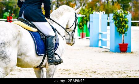 Cheval et cavalier en uniforme. Beau portrait blanc de cheval pendant la compétition de saut de sport équestre, espace de copie. Banque D'Images