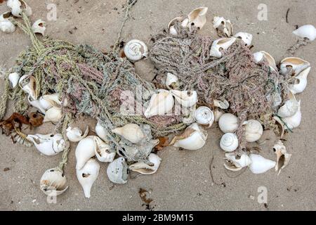 Une corde avec des coquillages attachée qui était précédemment utilisée pour la pêche longe une plage de la côte ouest sur l'île Delft dans le nord du Sri Lanka. Banque D'Images