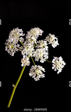 fleur de persil de vache blanche isolée sur fond noir Banque D'Images