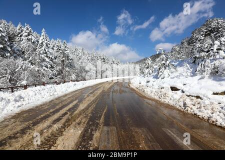 Route asphaltée et ciel bleu entre les arbres de forêt d'hiver. Parc national d'Odaesan, Gangwon-do, Corée Banque D'Images