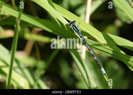 Une mouche bleue commune nouvellement apparue, Enallagma cyathigerum, perçant sur une lame d'herbe au printemps. Banque D'Images