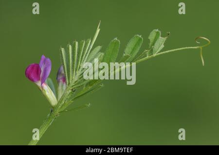 Vicia sativa, une plante à fleurs très pretante, qui pousse dans un pré au Royaume-Uni. Banque D'Images