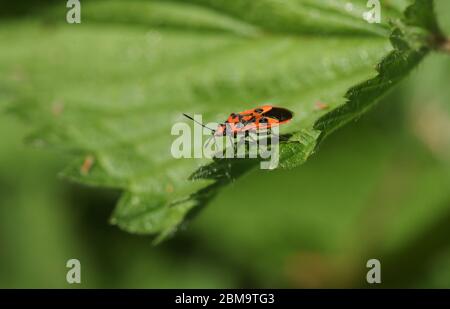 Un joli insecte cannelle, Corizus hyoscyami, perçant sur une feuille d'ortie qui se déchaîne au printemps. Banque D'Images