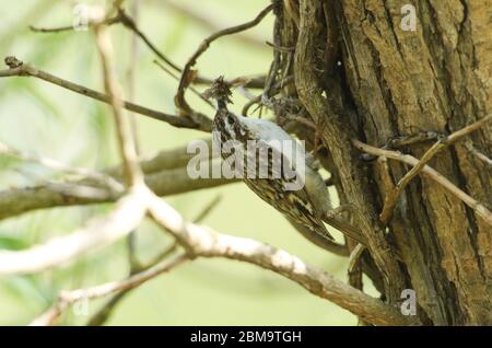 Un beau Treecreeper, Certhia familiaris, qui perche sur le côté d'un arbre avec un bec plein d'insectes qu'il va nourrir à ses bébés en un n. Banque D'Images