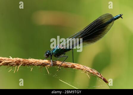 Un jeune homme Banded Demoiselle Dragonfly, Calopteryx splendens, a fait ses apparition sur la fleur d'un roseau au printemps. Banque D'Images