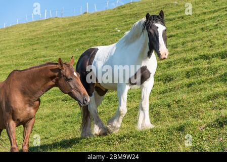 Deux chevaux domestiques (Equus ferus cabalus) marchant sur un pâturage sur une colline dans la campagne des Alpes suisses, en Suisse Banque D'Images