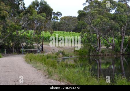 Route de terre menant à travers les vignes, le long du lac, avec des reflets dans un vignoble de la péninsule de Mornington en Australie Banque D'Images