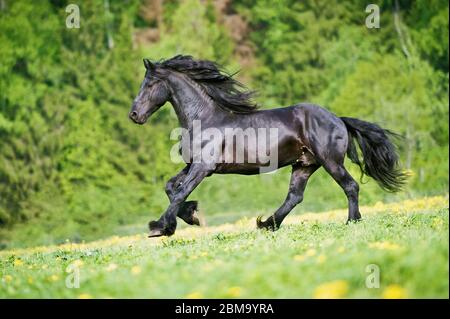 Gallops de stalion de frise noire au coucher du soleil Banque D'Images