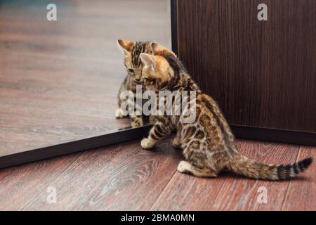 Mignon curieux chaton bengale regardant dans le miroir Banque D'Images