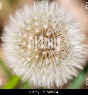 Tête de semence ronde de pissenlit (taraxacum officinale). Fond naturel. Banque D'Images
