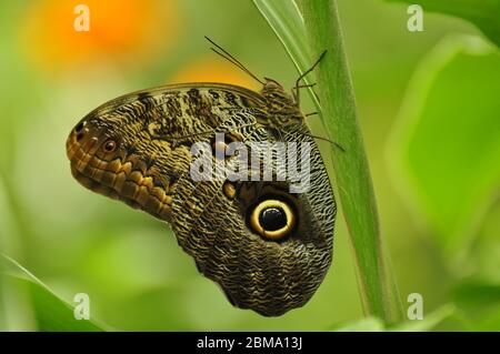 Eyespots sur l'aile de papillon de hibou géant Caligo memnon Banque D'Images