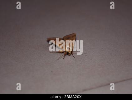 Long Shot oa Moth assis sur un sol. Ils sont étroitement liés aux papillons, qui ont évolué d'eux. La plupart des espèces de papillons sont actives uniquement la nuit Banque D'Images