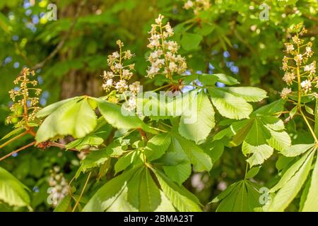 Branches fleuries de châtaignes. Grandes feuilles vertes. Matin, lumière du jour. Arbres d'Europe. Vert frais. Plantes de climat tempéré. Banque D'Images