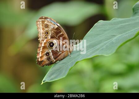 Eyespots sur l'aile de papillon de hibou géant Caligo memnon Banque D'Images
