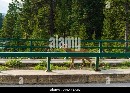 Animaux sauvages à l'intérieur du parc national Jasper, Alberta, Canada Banque D'Images