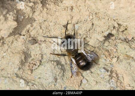 Mauerbiene, Rostrote Mauerbiene, Mauerbiene, Mauer-Biene, älteres Bereits abgeflogenes Männchen, Osmia bicornis, Osmia rufa, mason rouge, mason Banque D'Images