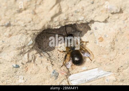 Mauerbiene, Rostrote Mauerbiene, Mauerbiene, Mauer-Biene, älteres Bereits abgeflogenes Männchen, Osmia bicornis, Osmia rufa, mason rouge, mason Banque D'Images