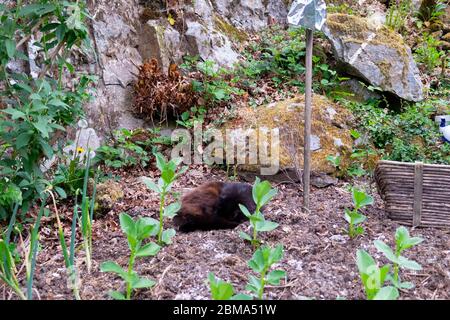 Black Norwegian Forest chat endormi dans un veg patch de fèves larges Carmarthenshire pays de Galles UK KATHY DEWITT Banque D'Images