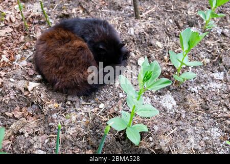 Black Norwegian Forest chat endormi dans un veg patch de Fèves qui poussent dans un jardin potager de Carmarthenshire au pays de Galles R.-U. KATHY DEWITT Banque D'Images