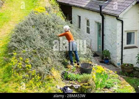 Femme élastiquant des arbustes et des truies de cotoneaster horizontalis dans un jardin de rockery en pente à l'arrière de la maison dans pays de Galles Royaume-Uni KATHY DEWITT Banque D'Images
