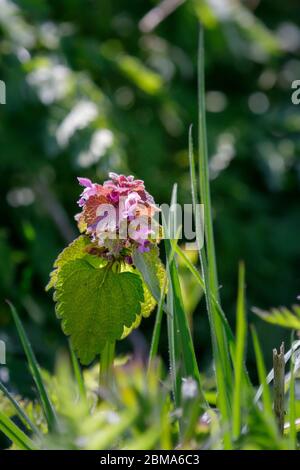 lamelle morte au purpueum de lamium dans le champ Banque D'Images