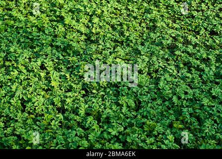 arrière-plan - feuilles vertes juteuses de jeune herbe de printemps sur la pelouse Banque D'Images