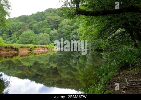 La rivière Barle à Tarr, marches Réserve naturelle nationale Woodland, Parc national Exmoor, Somerset, Angleterre Banque D'Images