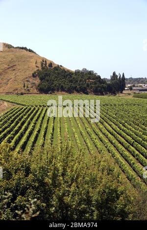 Mission Estate vignoble vignoble. Les vignes célèbres, réputées et les plus anciennes de Nouvelle-Zélande. Napier, Hawkes Bay, Nouvelle-Zélande. Banque D'Images