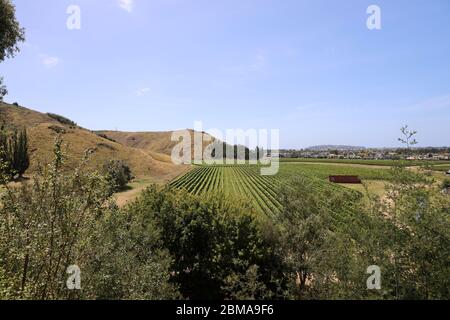 Vignoble Mission Estate. Célèbre et plus ancien producteur de vin de Nouvelle-Zélande avec une réputation sonore. Napier, Hawkes Bay, Nouvelle-Zélande. Banque D'Images