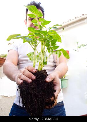 Un jeune homme du caucase transplantant une plante de pomme de terre. Agriculture et jardinage. Banque D'Images