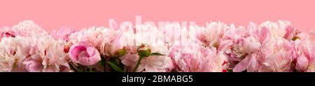 bouquet de pivoines en fleur sur fond rose Banque D'Images