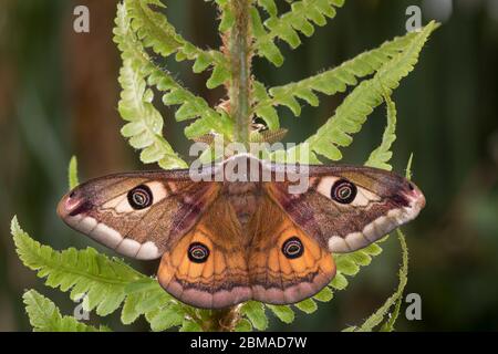 Kleines Nachtpfauenauge - Maennchen, Saturnia Pavonia, petite papillon empereur - homme Banque D'Images