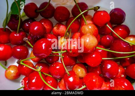 Cerises rouges fraîchement cueillies dans une boîte en plastique, Ariège, Pyrénées françaises, Pyrénées, France Banque D'Images