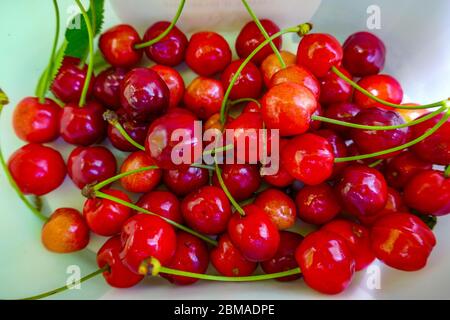 Cerises rouges fraîchement cueillies dans une boîte en plastique, Ariège, Pyrénées françaises, Pyrénées, France Banque D'Images