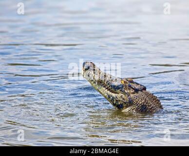 Crocodile d'eau salée, crocodile estuarien (Crocodylus porosus), dans l'eau, Australie Banque D'Images