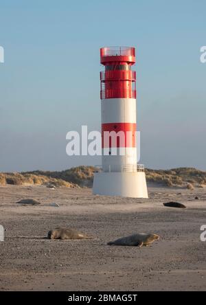 Phoque gris (Halichoerus grypus), phoque gris et phare sur Helgoland, Allemagne, Schleswig-Holstein, Heligoland Banque D'Images