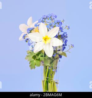 Bois Forget-Me-Not, bois Forget-Me-Not (Myosotis sylvatica), jonquille avec Forget-Me-Not dans un vase Banque D'Images