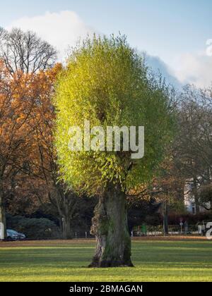 Saule blanc (Salix alba), nouveau vert sur l'arbre après l'abattage des arbres, Allemagne Banque D'Images