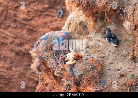 guillemot à guillemot commun (Uria aalge), gantet du nord mort sur la falaise d'oiseau de Helgoland, Allemagne, Schleswig-Holstein, Heligoland Banque D'Images