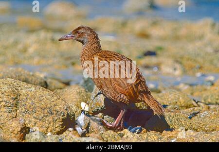 Weka rail sans vol , (Gallirallus australis scotti,) course de l'île Stewart, sur l'île Ulva à Paterson Inlet, île Stewart, Nouvelle-Zélande Banque D'Images