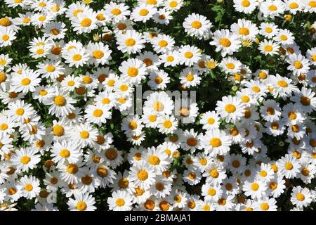 Jardin fleuri de Margaret avec de nombreuses fleurs en fleurs Banque D'Images