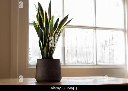 Une plante intérieure Sansevieria trifasciata, à côté d'un intérieur blanc agréable. Banque D'Images