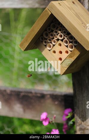 Les abeilles solitaires volent vers une « maison de insectes » dans un jardin. Les abeilles construisent des nids dans les tubes de bambou creux Banque D'Images