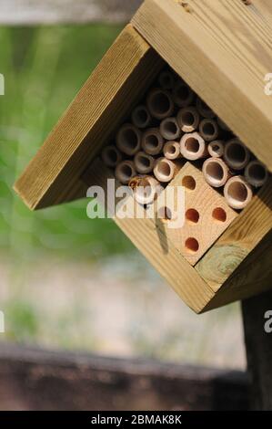 Les abeilles solitaires volent vers une « maison de insectes » dans un jardin. Les abeilles construisent des nids dans les tubes de bambou creux Banque D'Images